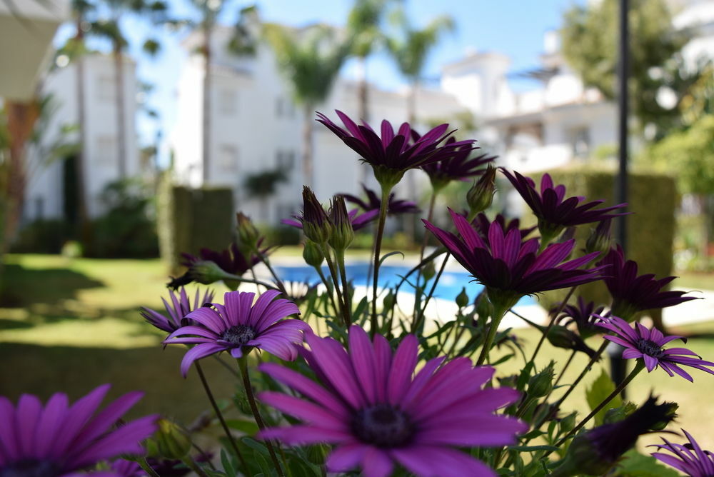 Apartamentos Y Casas Serinamar Marbella El Ángel エクステリア 写真